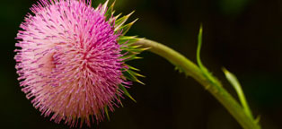 智能防火墙的在线呼死你轰炸